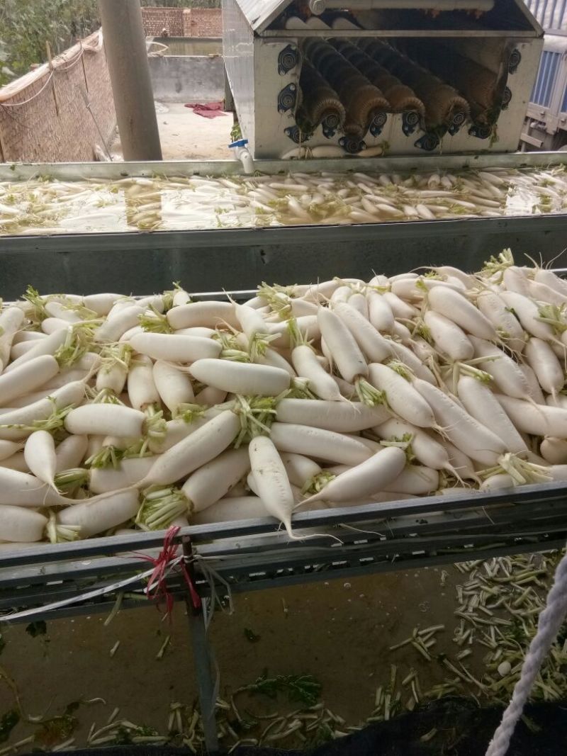常年供应白萝卜规格齐全基地发货品质保证欢迎联系