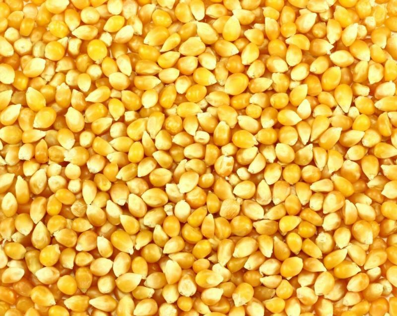 德美亚3号玉米14~16%