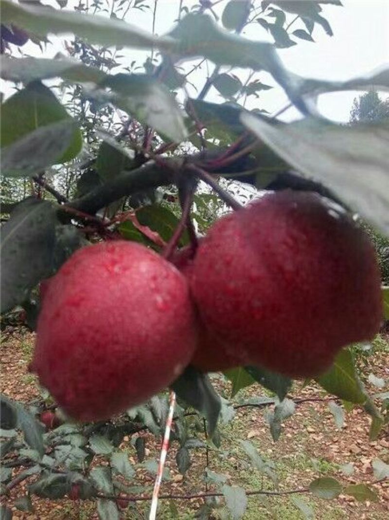 梨树红梨树