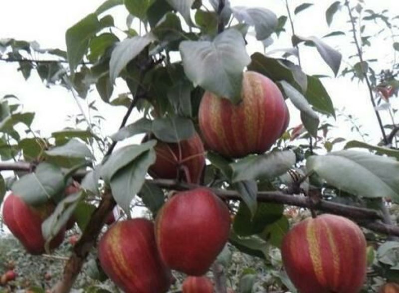 梨树红梨树