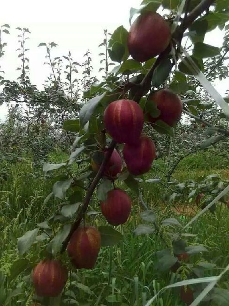 梨树红梨树