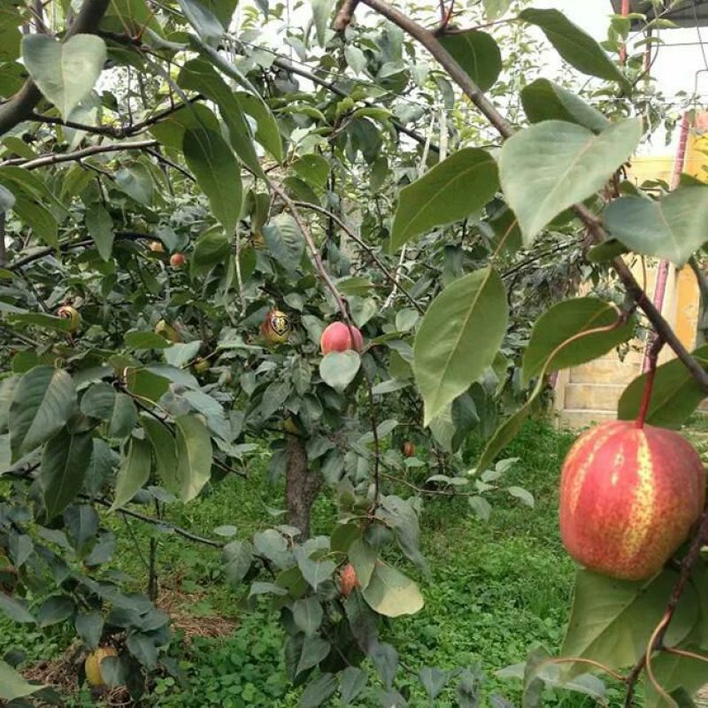 梨树红梨树