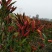 小米椒2~5厘米红中辣