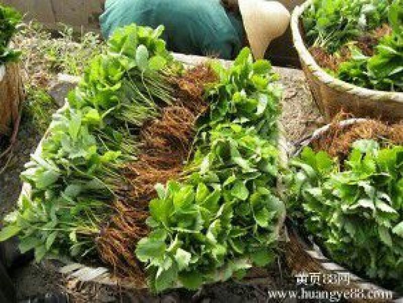 草莓苗果树苗草莓苗批发