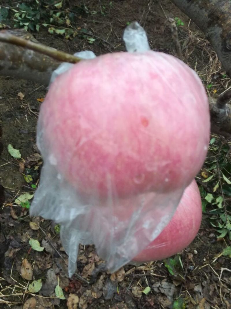 红富士苹果80mm以上纸+膜袋
