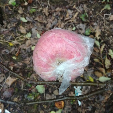 红富士苹果80mm以上纸+膜袋