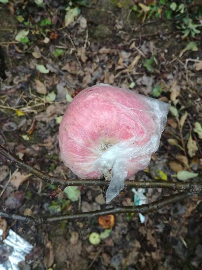 红富士苹果80mm以上纸+膜袋