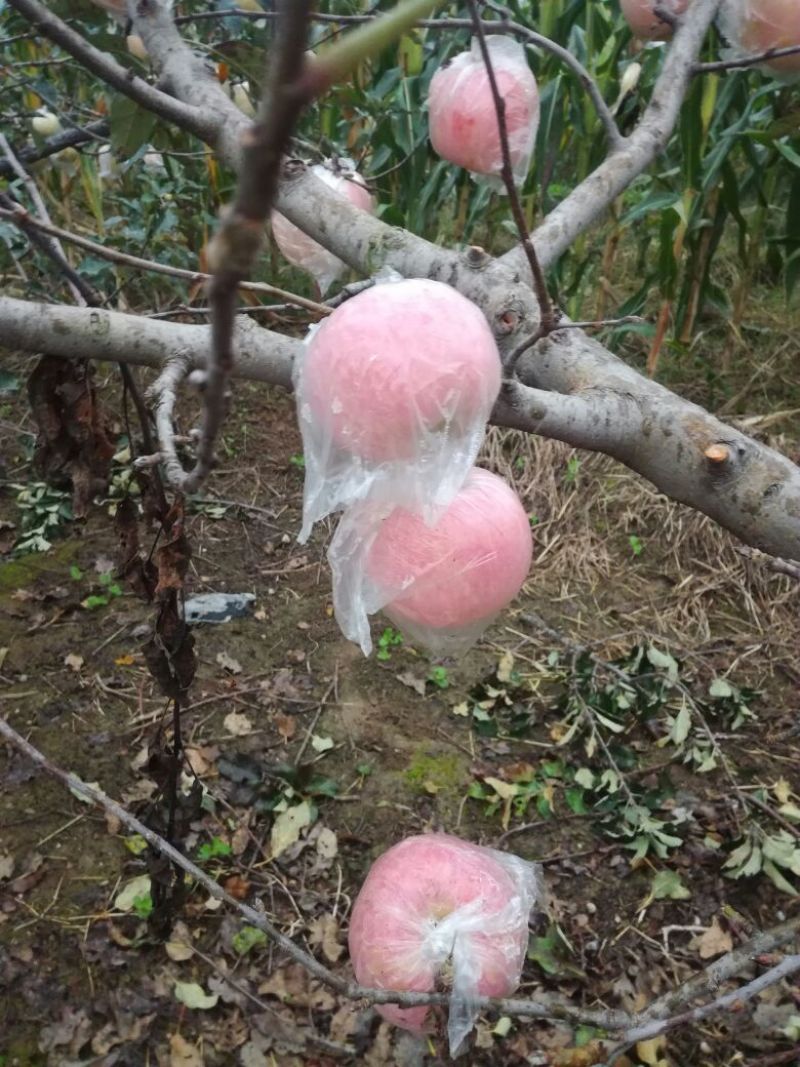 红富士苹果80mm以上纸+膜袋