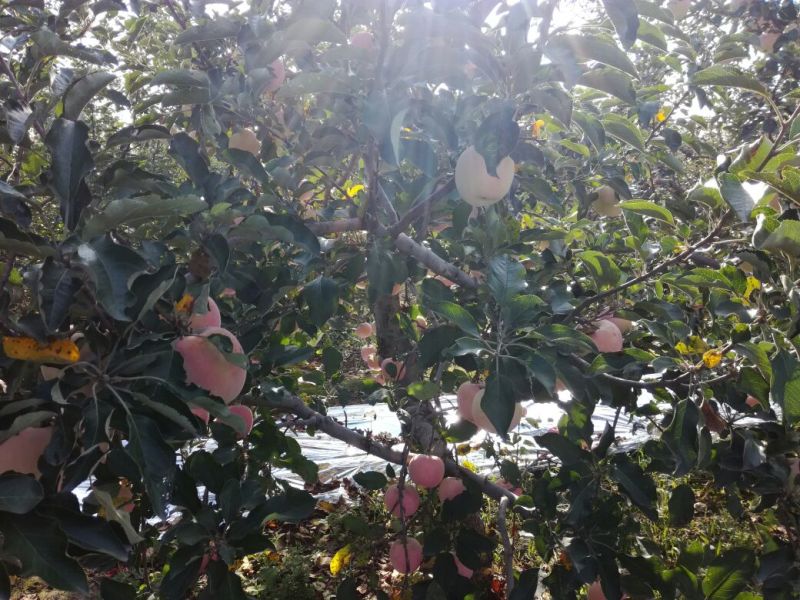 红富士苹果80mm以上纸+膜袋