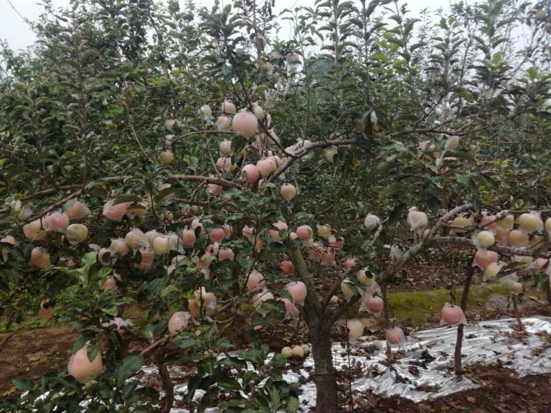 红富士苹果80mm以上纸+膜袋