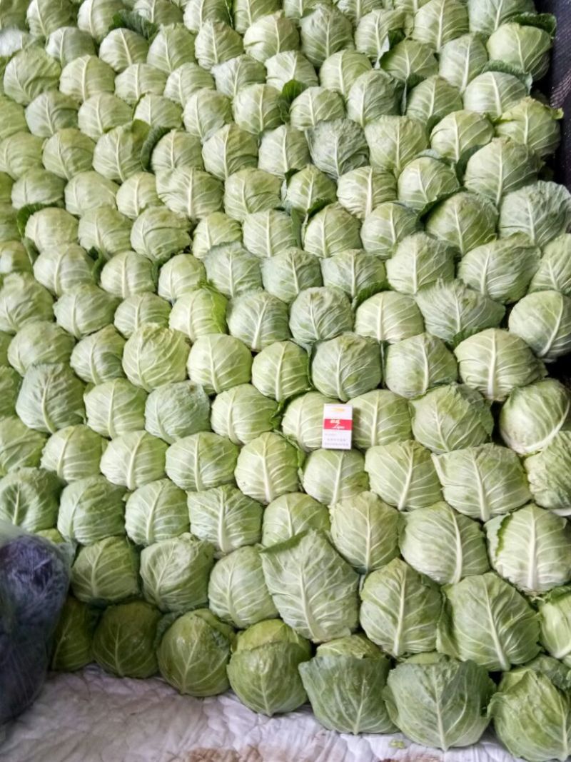 河北甘蓝产地发货品质保证欢迎联系接商超市场