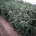 泰山大红袍花椒苗，1年苗，成活率高，规格齐全，价格优惠
