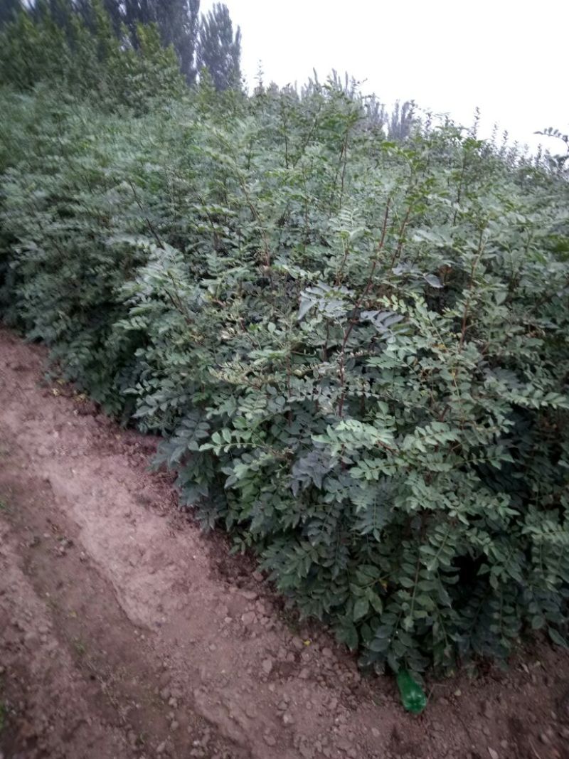 泰山大红袍花椒苗，1年苗，成活率高，规格齐全，价格优惠