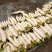 白萝卜1.5~2斤起