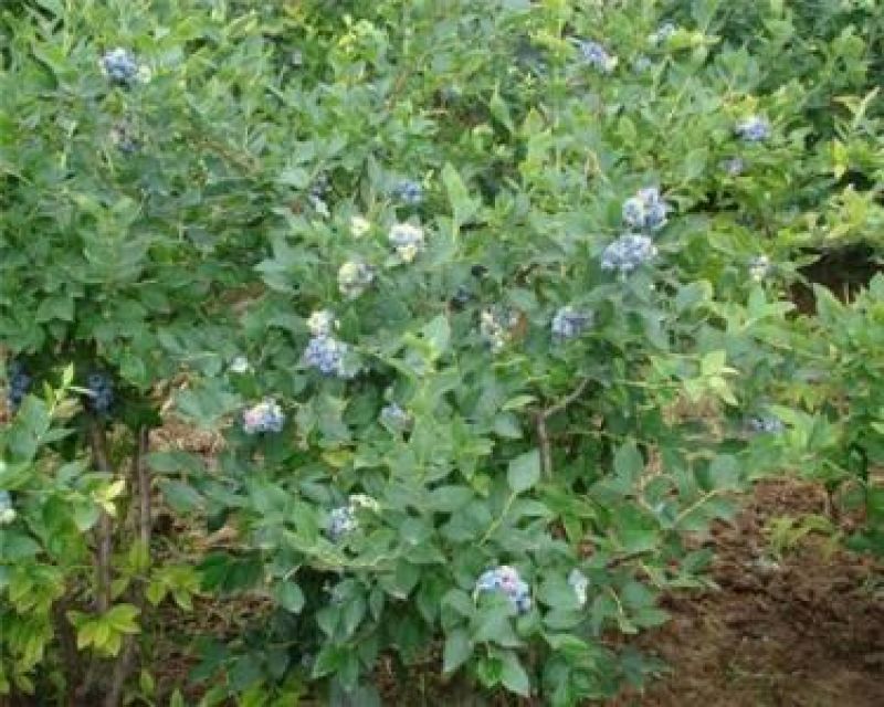 蓝莓苗0.5~1年10~20cm