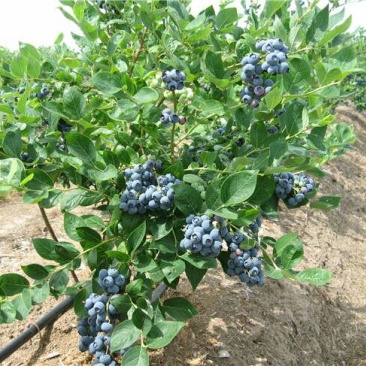 蓝莓苗0.5~1年10~20cm