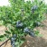 蓝莓苗0.5~1年10~20cm