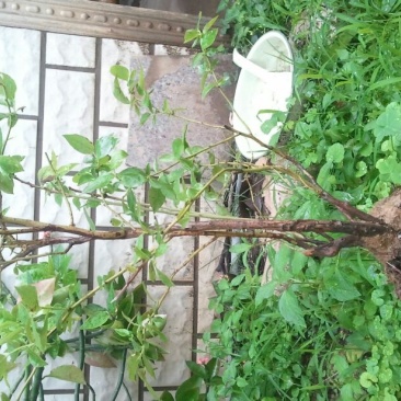 蓝莓苗50~80cm2年以上