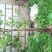蓝莓苗50~80cm2年以上