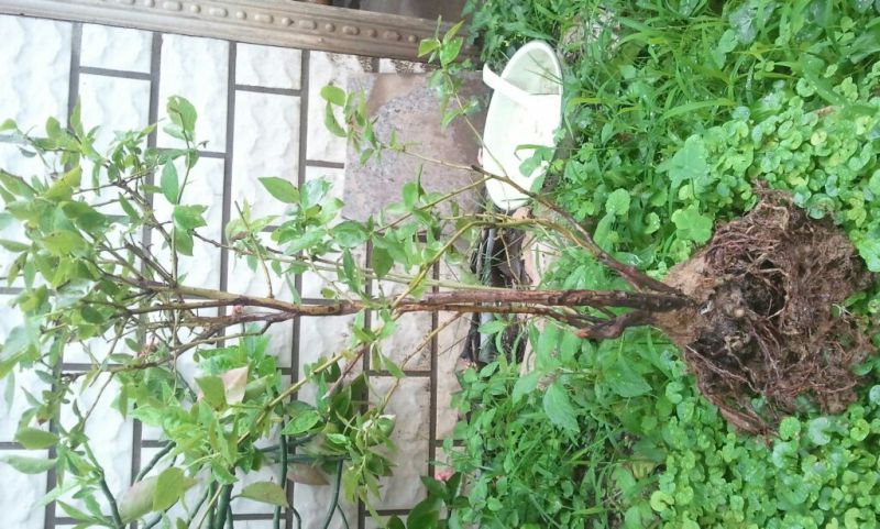 蓝莓苗50~80cm2年以上