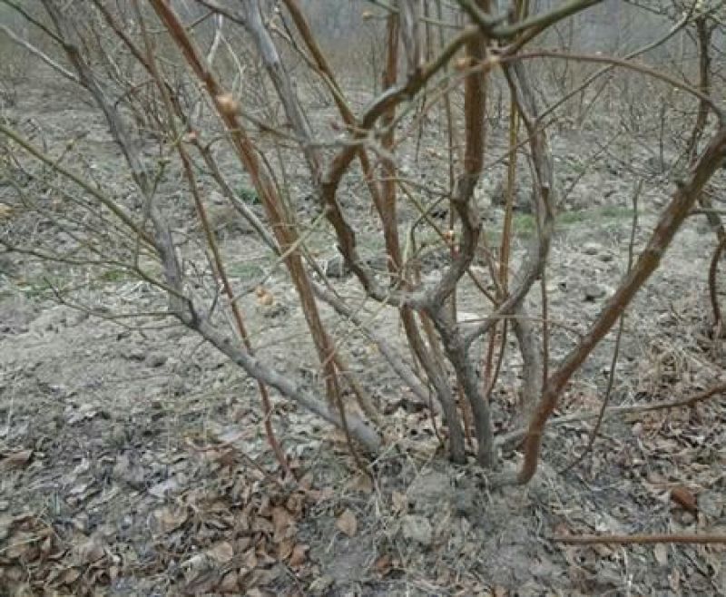 蓝莓苗50~80cm2年以上