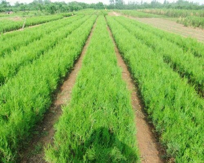 侧柏4cm以下