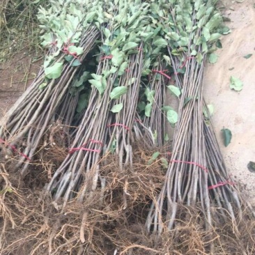 苹果树苗70~80cm
