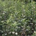 苹果树苗70~80cm