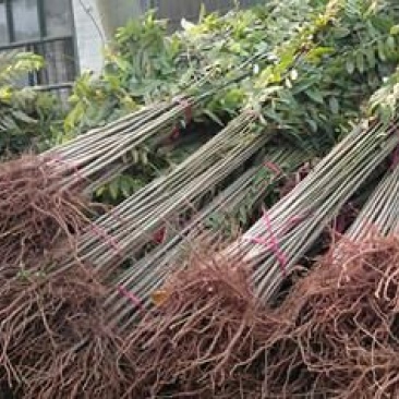 香椿81~110cm