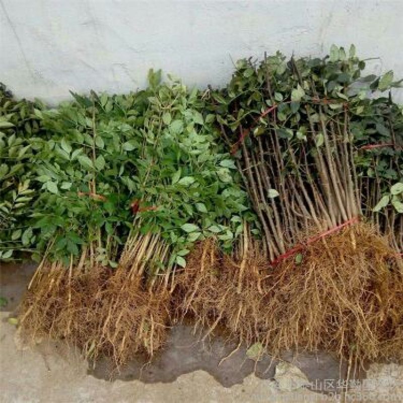 花椒树1.1~1.5m