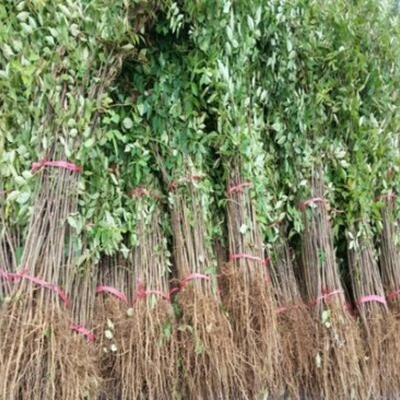 花椒树1.1~1.5m