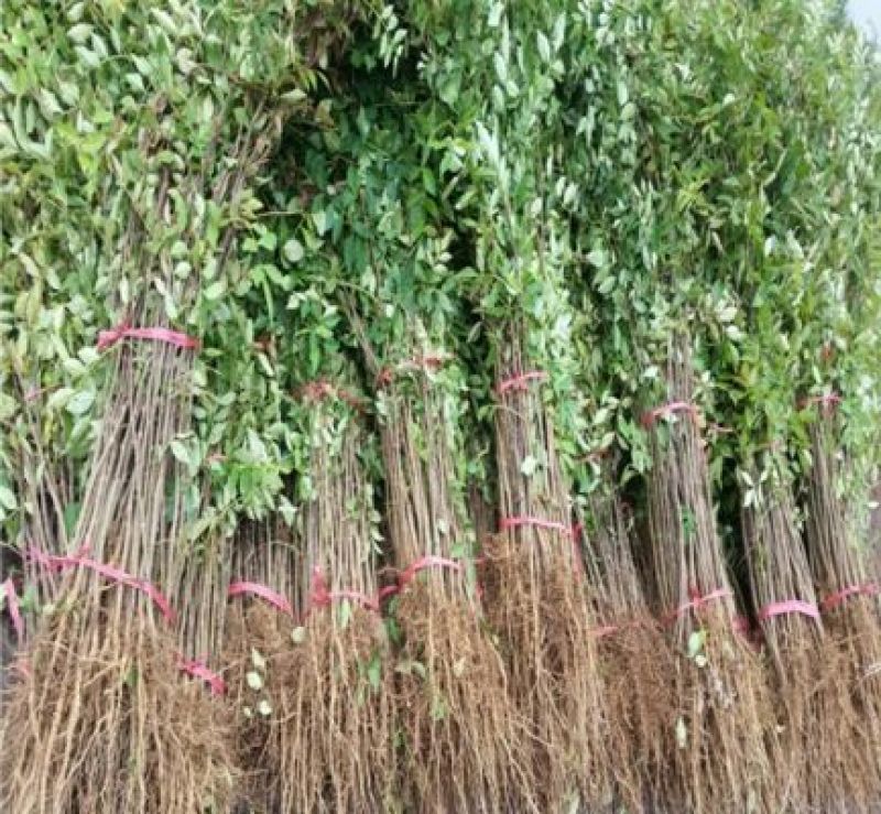 花椒树1.1~1.5m
