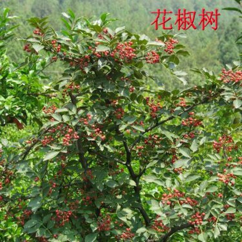花椒树1.1~1.5m