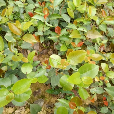 茶花20~30cm