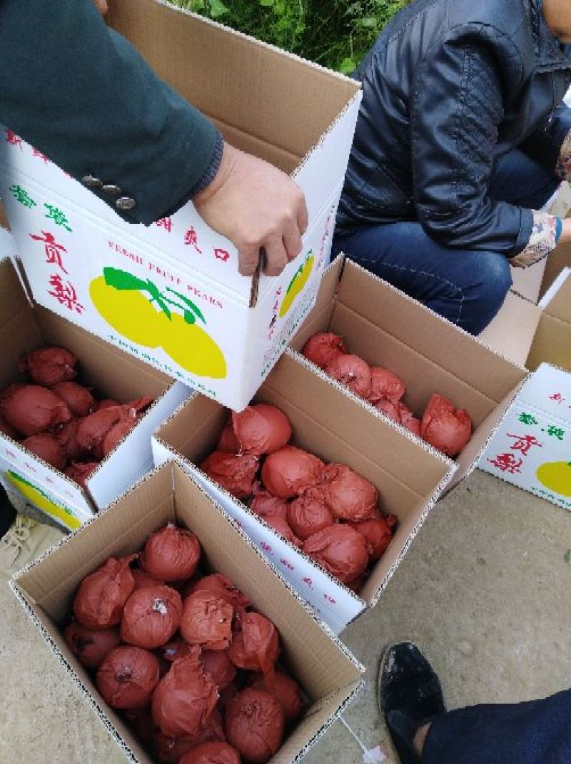 陕西蜜梨口感脆甜汁多渣少诚信经营实力代办，货源充足