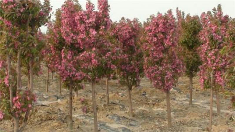 北美海棠苗80cm以上