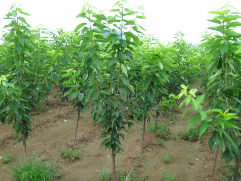 樱桃树51~80cm