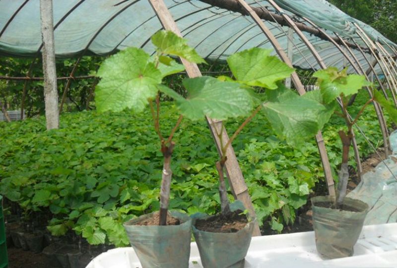 葡萄树50~80cm