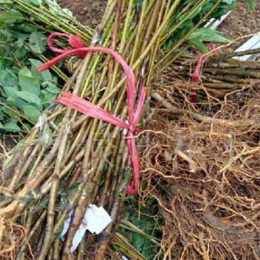 葡萄树50~80cm