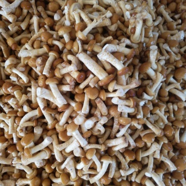 滑子菇鲜品
