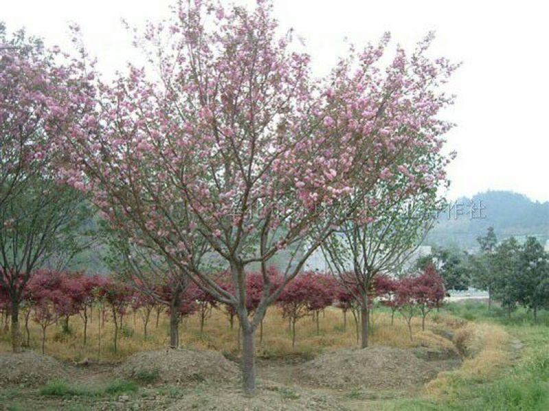 樱花树4cm以下