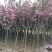 樱花树4cm以下