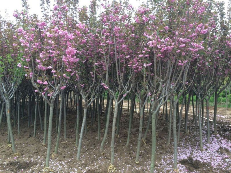 樱花树4cm以下