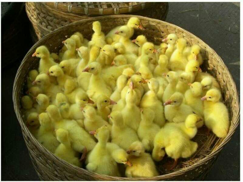 狮头鹅苗250g以上