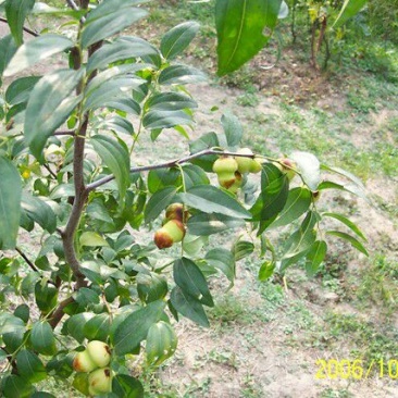 冬枣树苗50~80cm