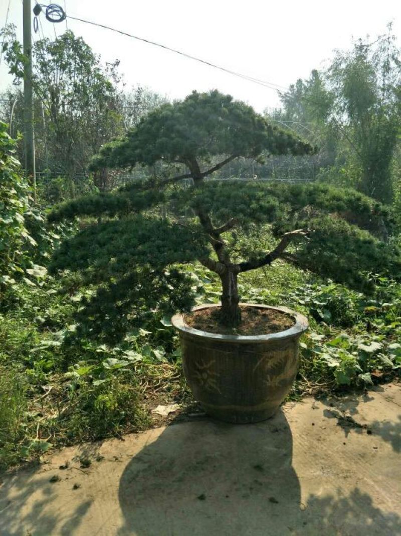 造型松造型松盆景