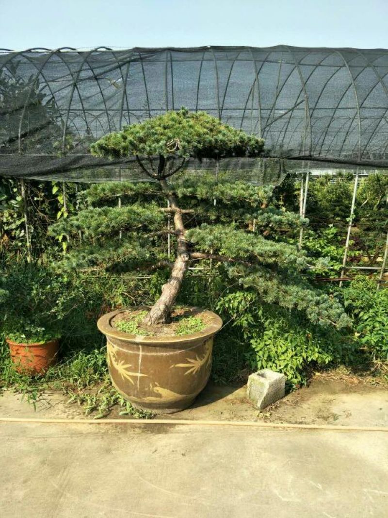 造型松造型松盆景