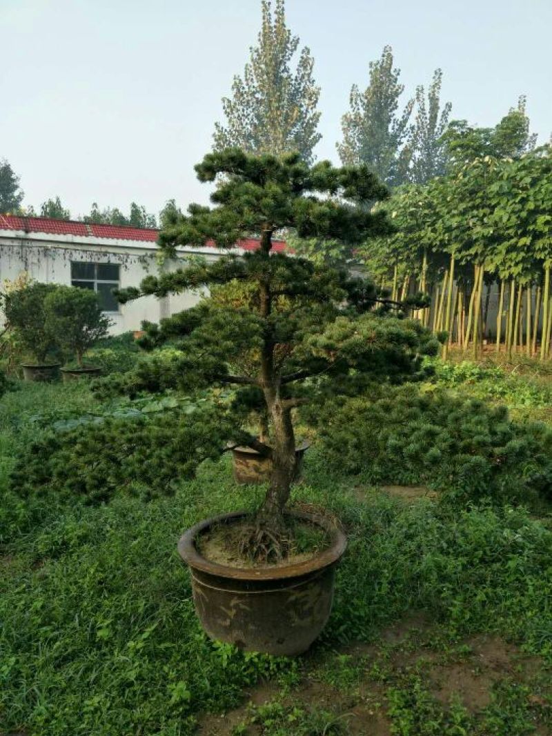 造型松造型松盆景