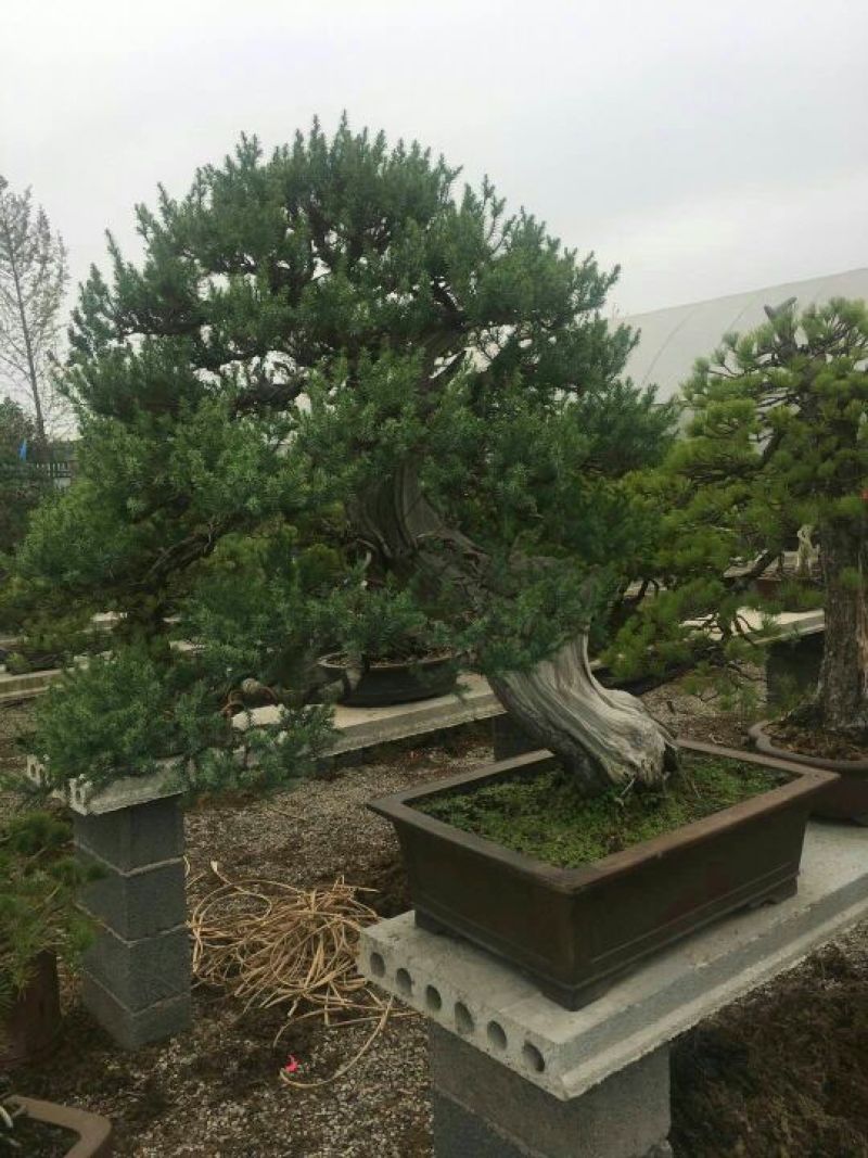 造型松造型松盆景