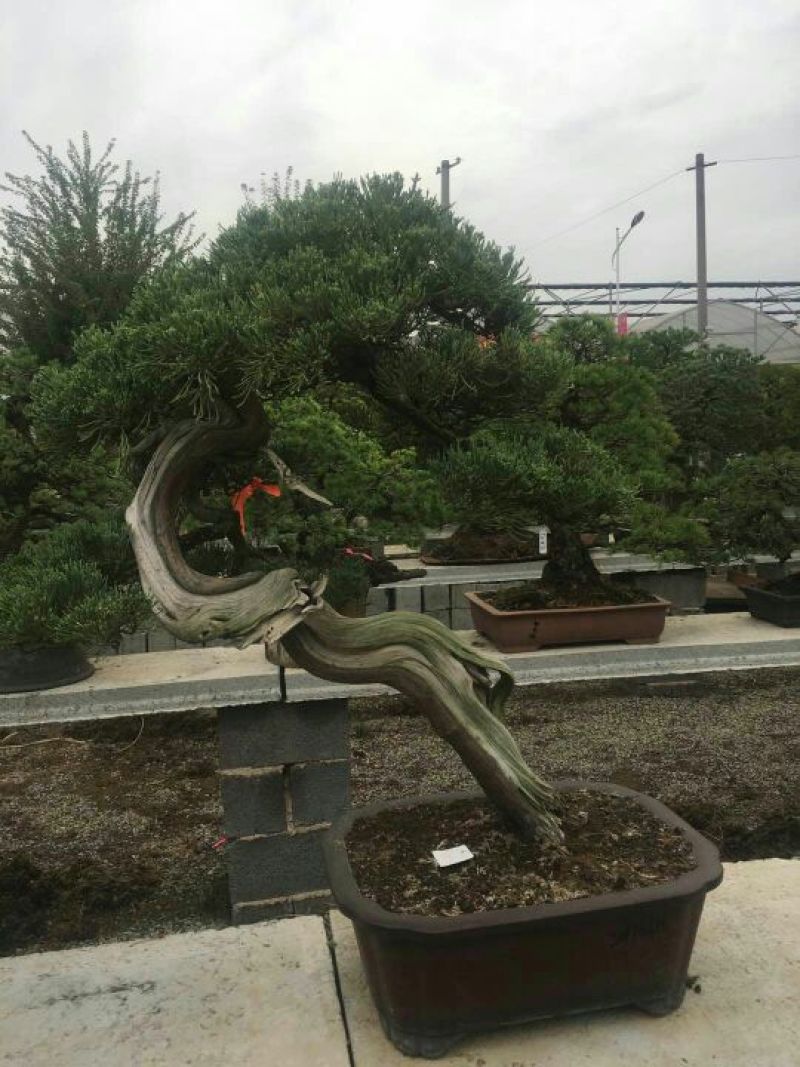 造型松造型松盆景